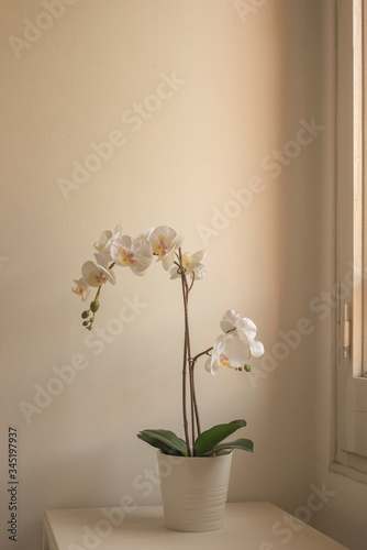 white home interior detail of orchid decoration over a table next to the window