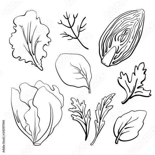 Salad leaves and herbs: lettuce, chicory, swiss chard, arugula, dill, parsley. Hand drawn black line sketch of herbs and salad greens isolated on white background/ Vector illustration