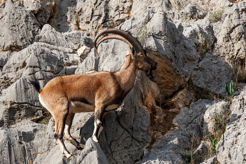 Wild Goat, Rocky Mountain Big horn Sheep male. 