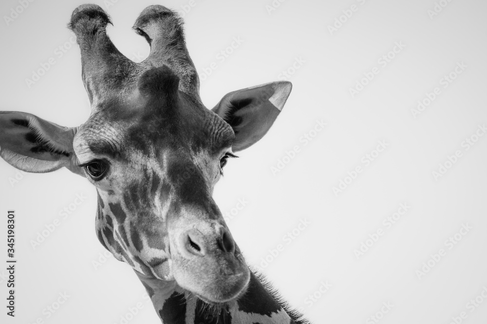 Obraz premium Solo Giraffe