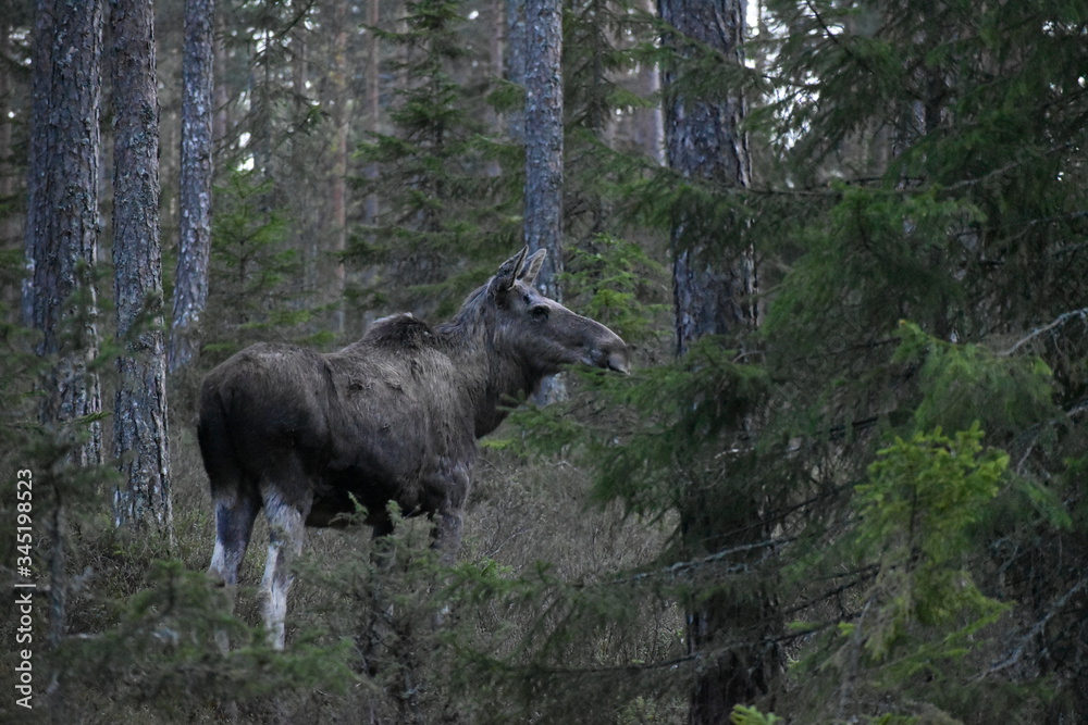 Moose in forest, Varmland, Sweden Moose in forest, Varmland, Sweden
