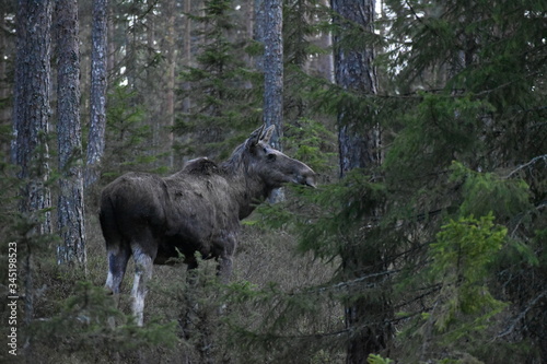 Moose in forest, Varmland, Sweden