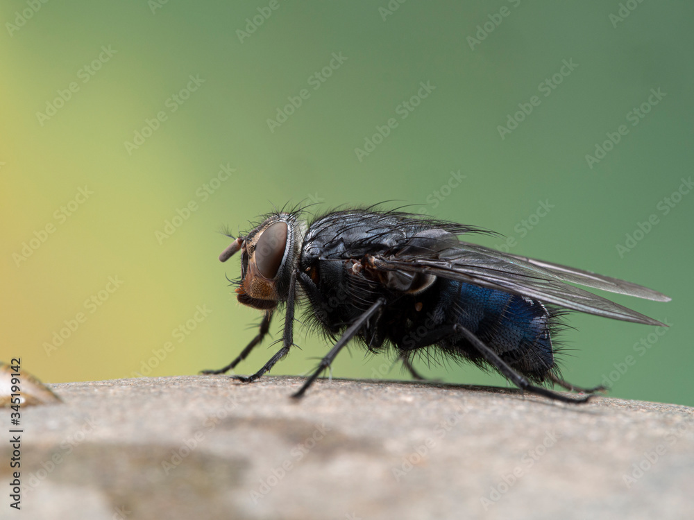 P1010081 side view of a blowfly, Calliphora vicina, resting on a stone cECP 2020 P1010081 side view of a blowfly, Calliphora vicina, resting on a stone cECP 2020