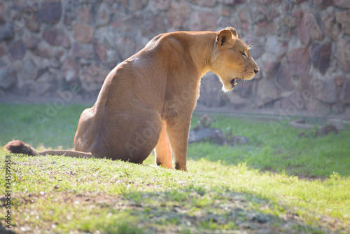 A lioness in the morning light at the Zoo