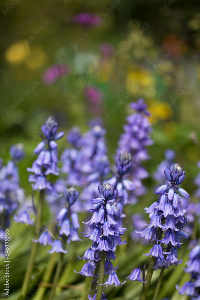 Bluebells in flower in spring in a garden, England, United Kingdom Bluebells in flower in spring in a garden, England, United Kingdom