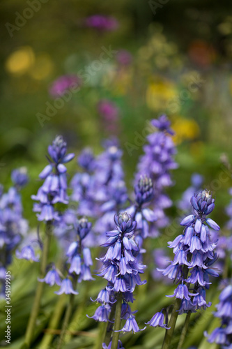 Bluebells in flower in spring in a garden  England  United Kingdom