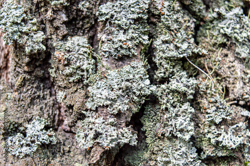 Moss at tree bark with background  texture natural background close-up