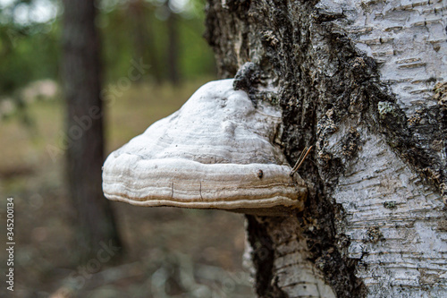 Wild mushroom on tree with moss