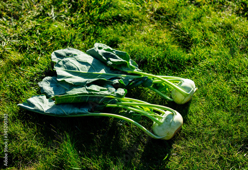 Two kohlrabies on green grass in a garden photo