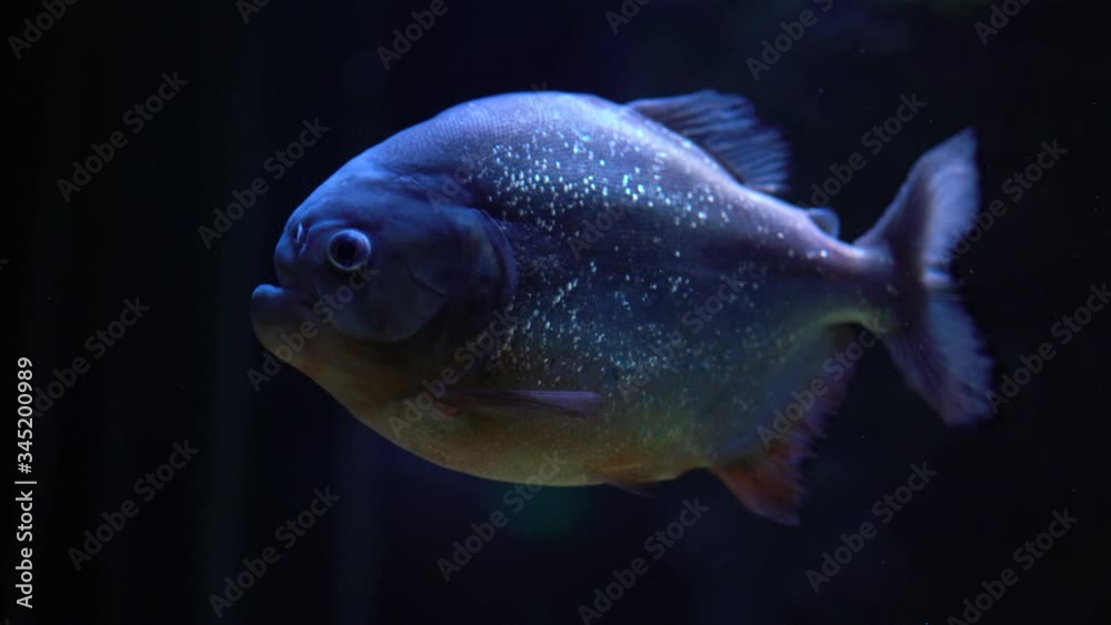 Piranha is under water, does not move, rarely moves its fins, dark blue background in the background, close-up Piranha is under water, does not move, rarely moves its fins, dark blue background in the background, close-up