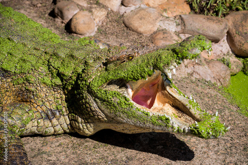 A large alligator is resting in the sun with a gaping mouth