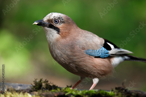 Portrait of a nice bird of the Eurasian Jay, Garrulus glandarius