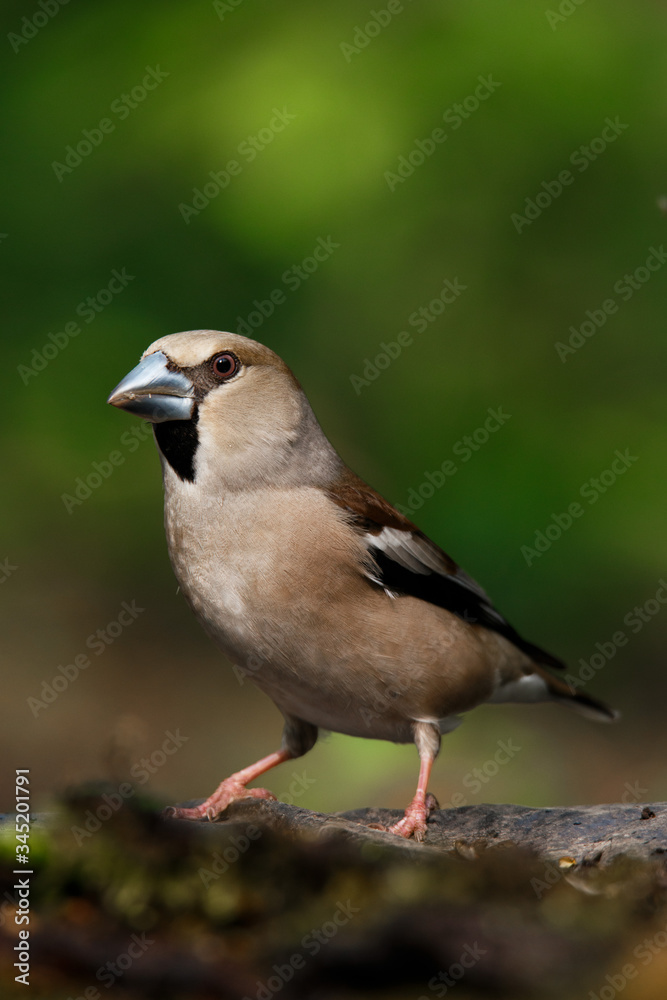 the female grosbeak is a passerine bird in the finch family Fringillidae. the female grosbeak is a passerine bird in the finch family Fringillidae.