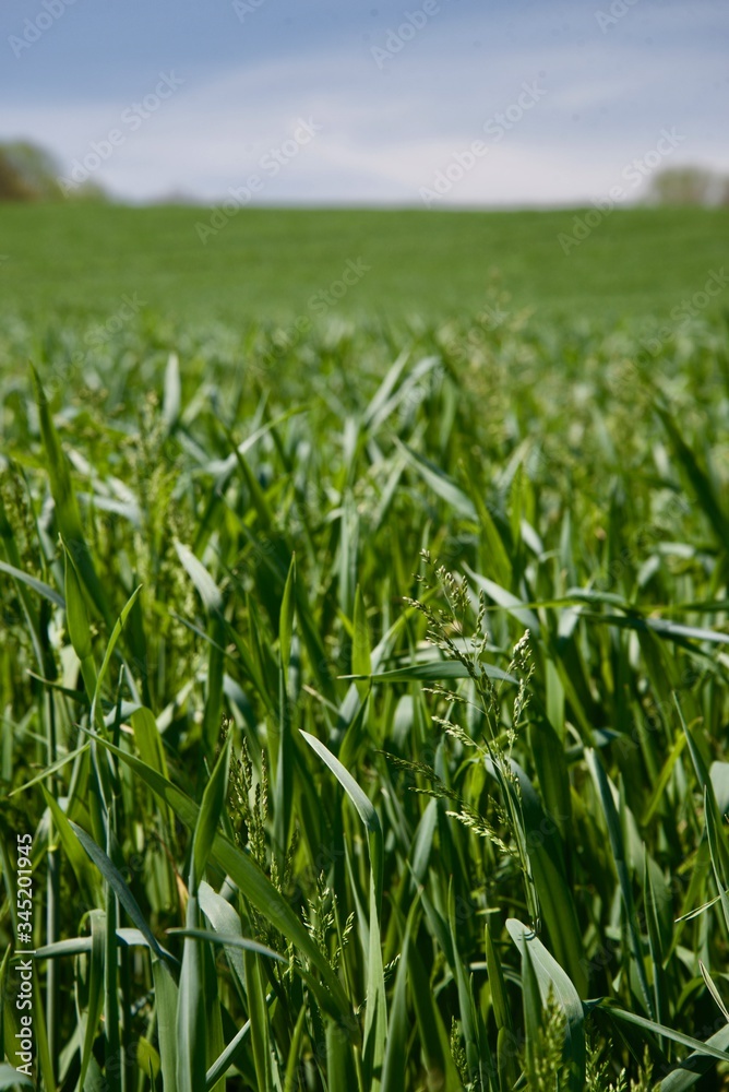 Obraz premium green field of corn