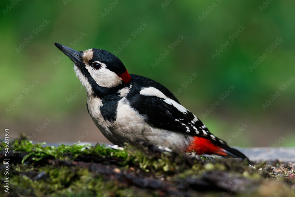A large spotted woodpecker sat on an old branch in the moss A large spotted woodpecker sat on an old branch in the moss