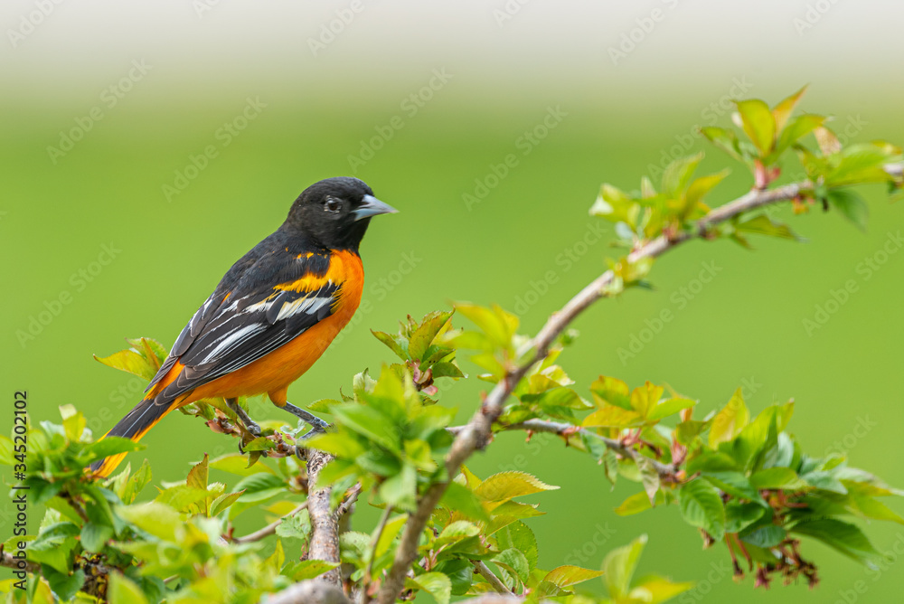 Orange Baltimore Oriole bird perched on branch of cherry tree on spring day