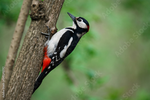 A large spotted woodpecker sat on an old branch