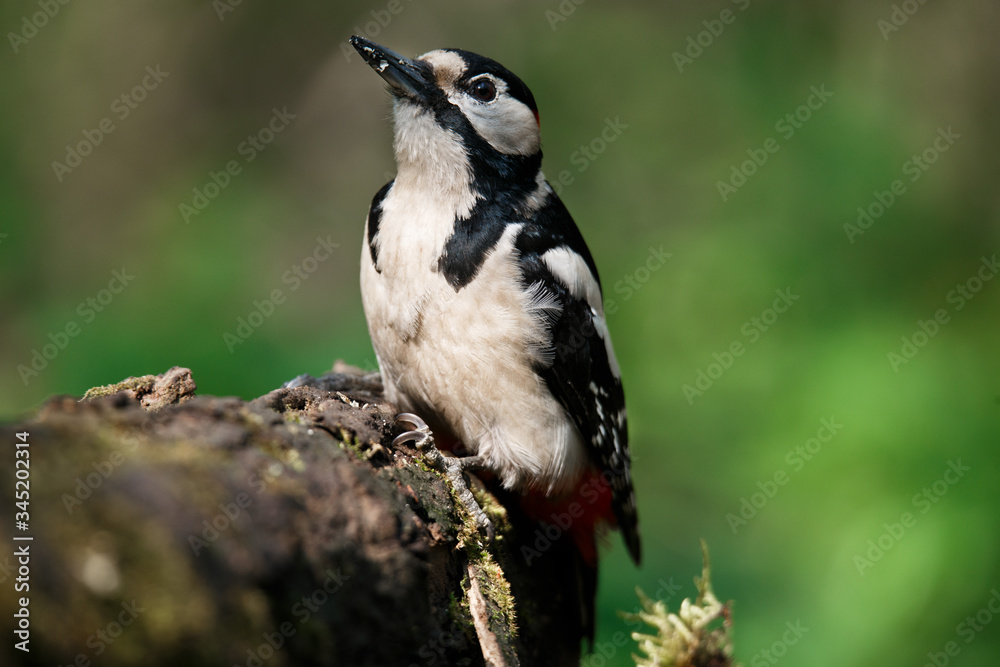 A large spotted woodpecker sat on an old branch in the moss A large spotted woodpecker sat on an old branch in the moss