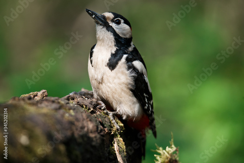 A large spotted woodpecker sat on an old branch in the moss