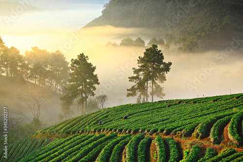 Misty morning in strawberry garden at doi ang khang mountain, Chiangmai, Thailand  photo