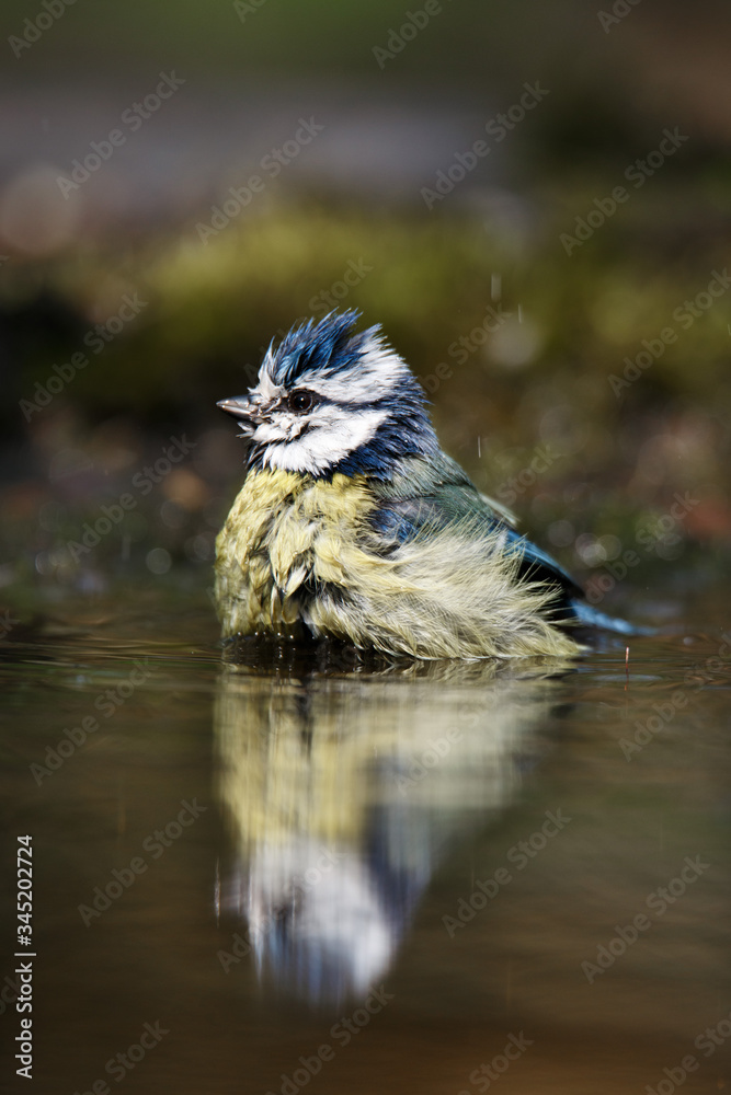 Obraz premium blue tit swims in the water and drinks