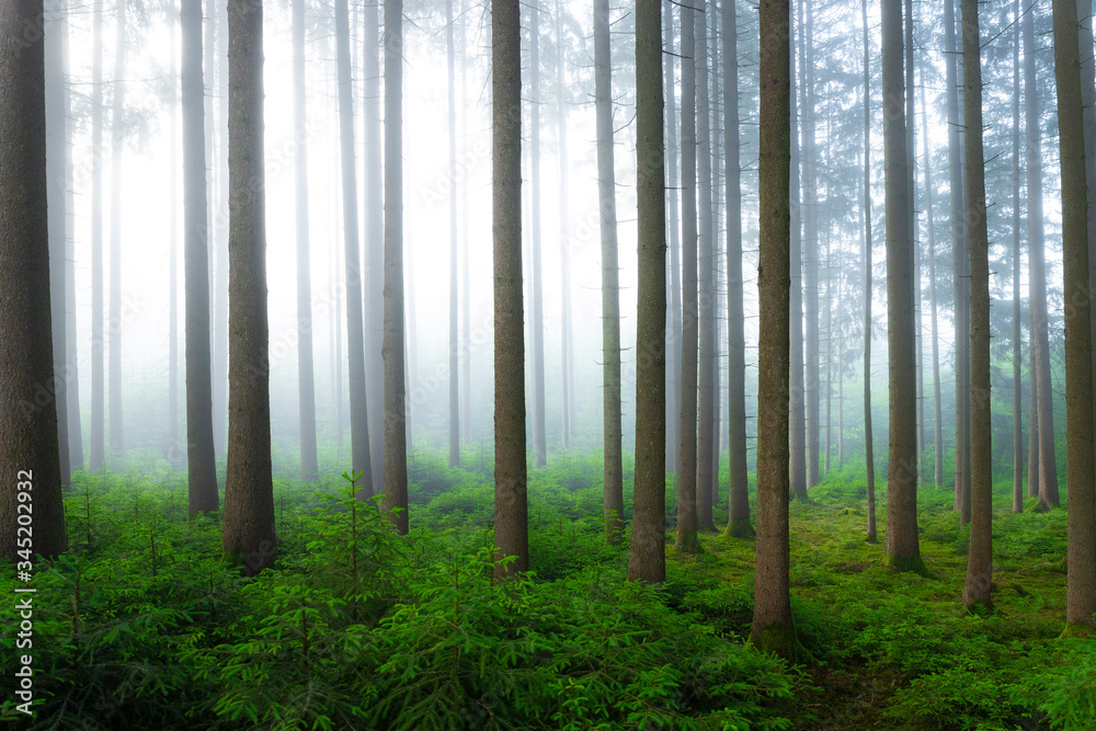Obraz premium wald, baum, natur, baum, nebel, landschaft, herbst, nebel, sonne, holz, green, licht, holz, wald, morgen, nebelig, föhre, sonnenlicht, laub, sommer, rain, blatt