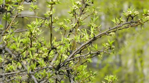 Spring in the city. First foliage and flowers on trees. Moscow. Russia
 photo