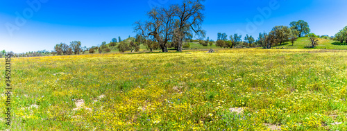 Field of Yellow Flowers with Oak Tree, panorama 