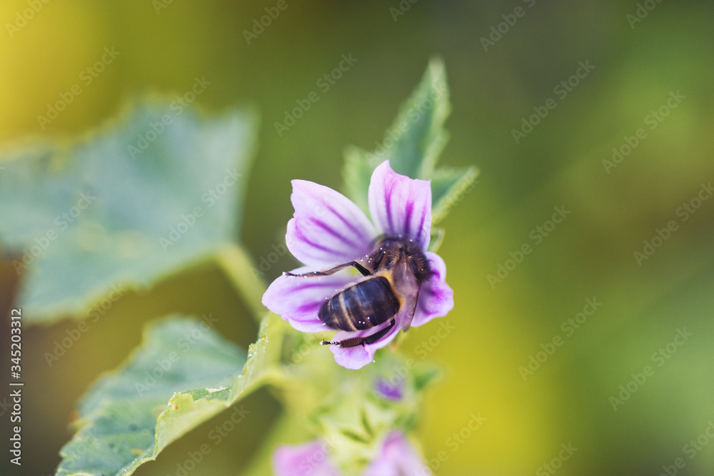 Honey Bee on purple flower. Honeybee working on Growing Flowers field closeup. Macro. Blooming Violet fragrant. nature background. bee on flower. Honey Bee on purple flower. Honeybee working on Growing Flowers field closeup. Macro. Blooming Violet fragrant. nature background. bee on flower.