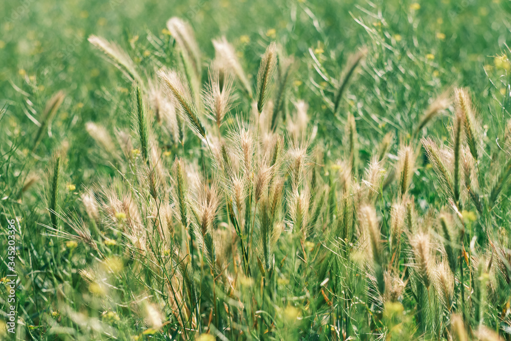 Tall dry windblown grass in soft sunlight Tall dry windblown grass in soft sunlight