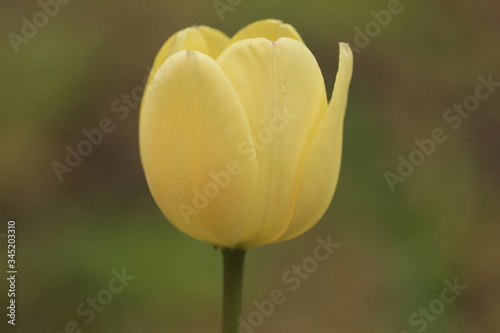 żółty  tulipan  na  szarym  tle