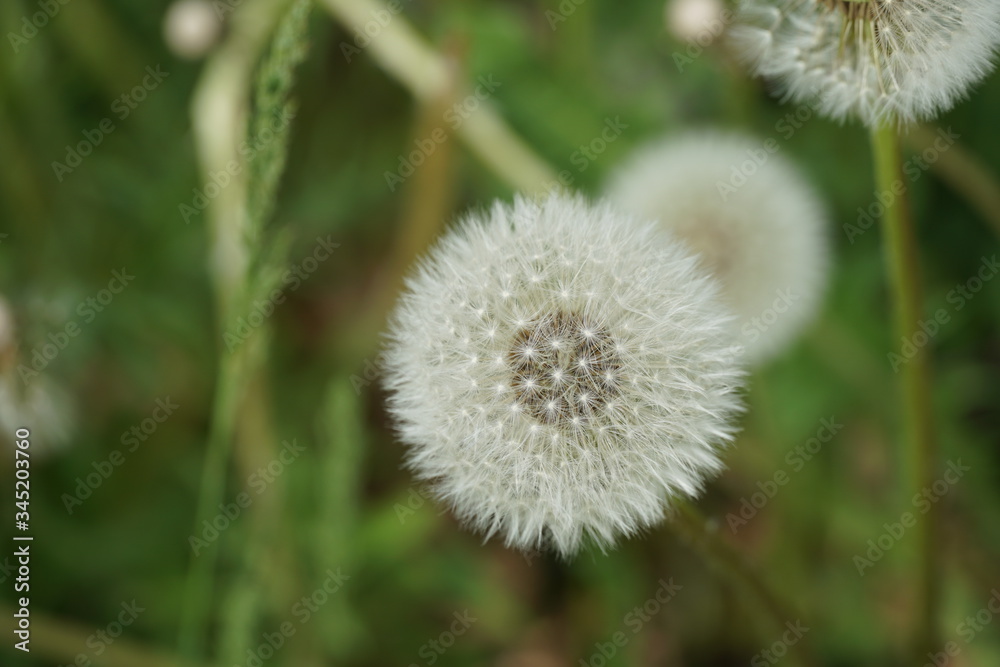 A dandelion seedhead with parachute ball opened into a full sphere. Mature seeds are attached to the plant, however they are ready to be spread away. A dandelion seedhead with parachute ball opened into a full sphere. Mature seeds are attached to the plant, however they are ready to be spread away.