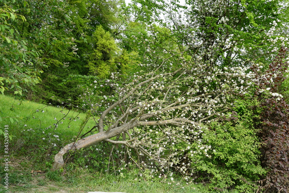 an almost toppled tree, still attached to the stem, the tree is a young wild apple tree in blossom among lush spring vegetation in free nature