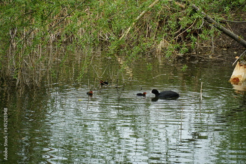 An Eurasian coot feeding its baby swimming in stagnant water of a river dead branch. Baby has some food in its half open beak. 