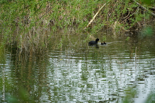 van eurasian coot with two baby coots in a dead river branch. The babies have fluffy, fur-like feathers.