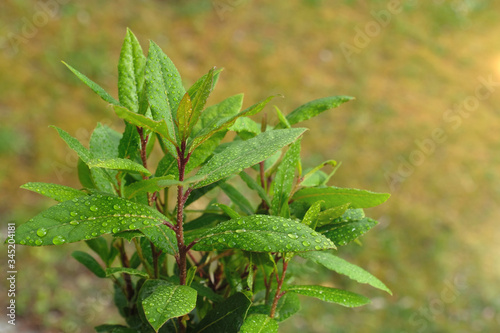 Close up selective focus laurus nobilis plant  (bay tree) with rain drops on it leaves. Bokeh and blurred green grass background. Fresh herbs after raining.