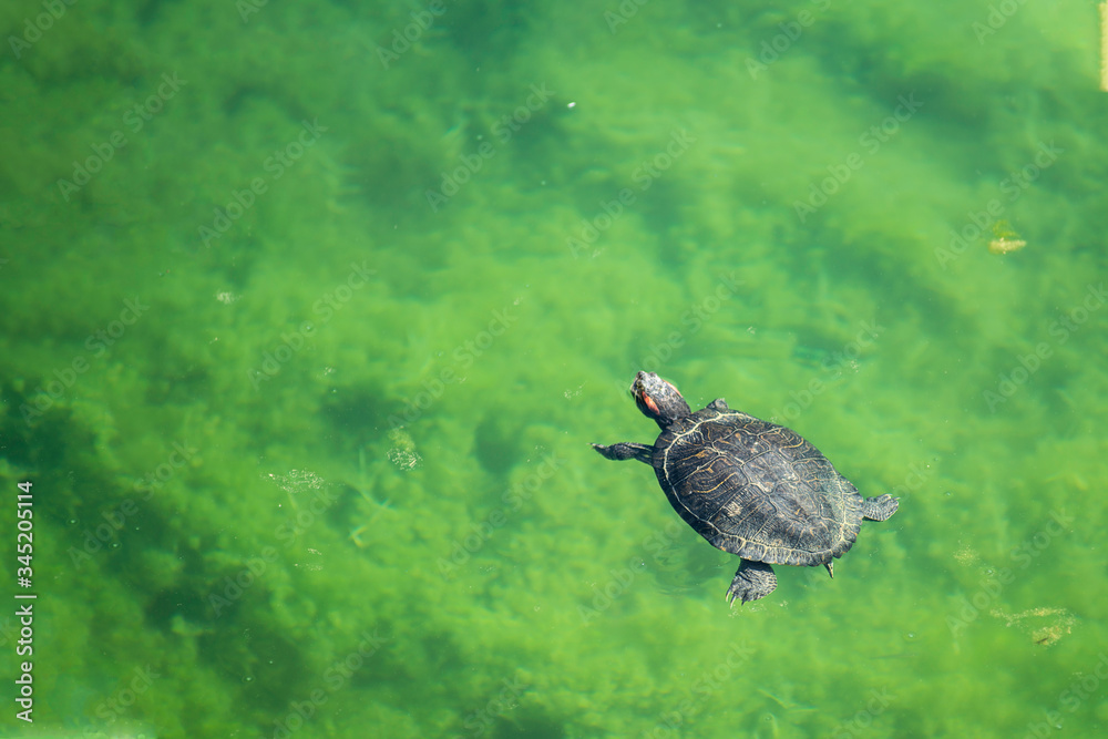 Obraz premium Wild turtles on the lake Kournas, Greece, Crete