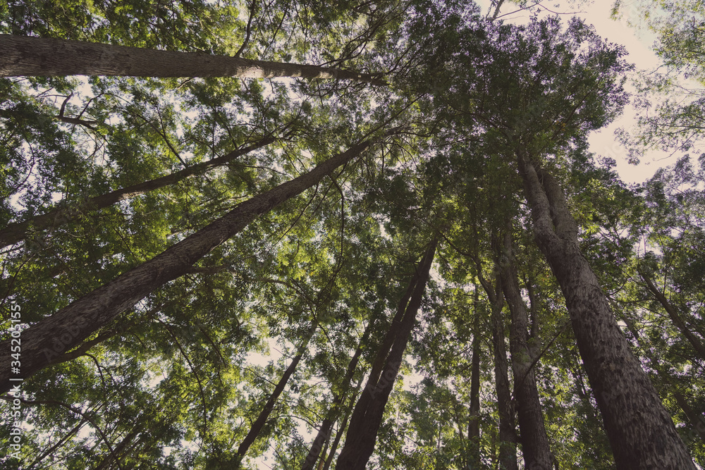 Fototapeta premium Mystery Friends