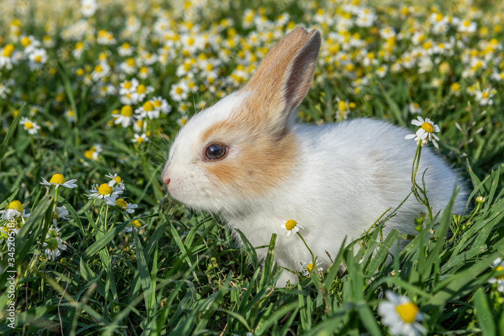 Fototapeta premium Little rabbit in the daisy garden 