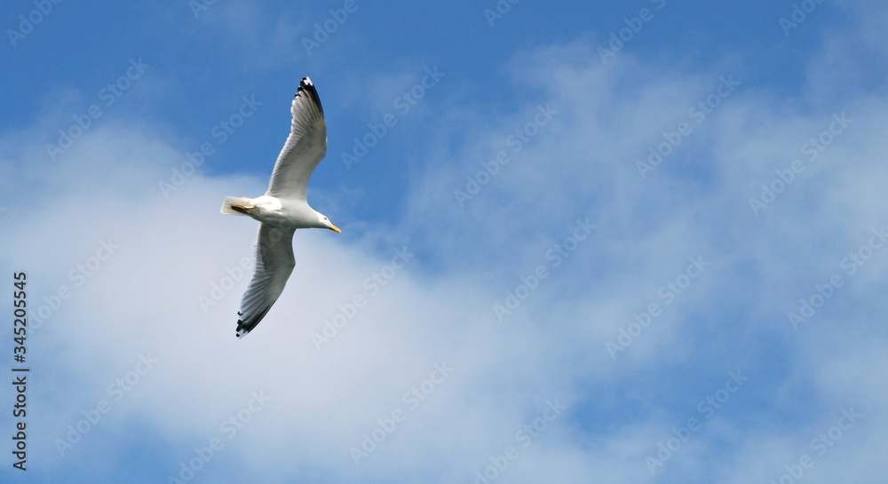 Obraz premium Mewa na niebieskim niebie