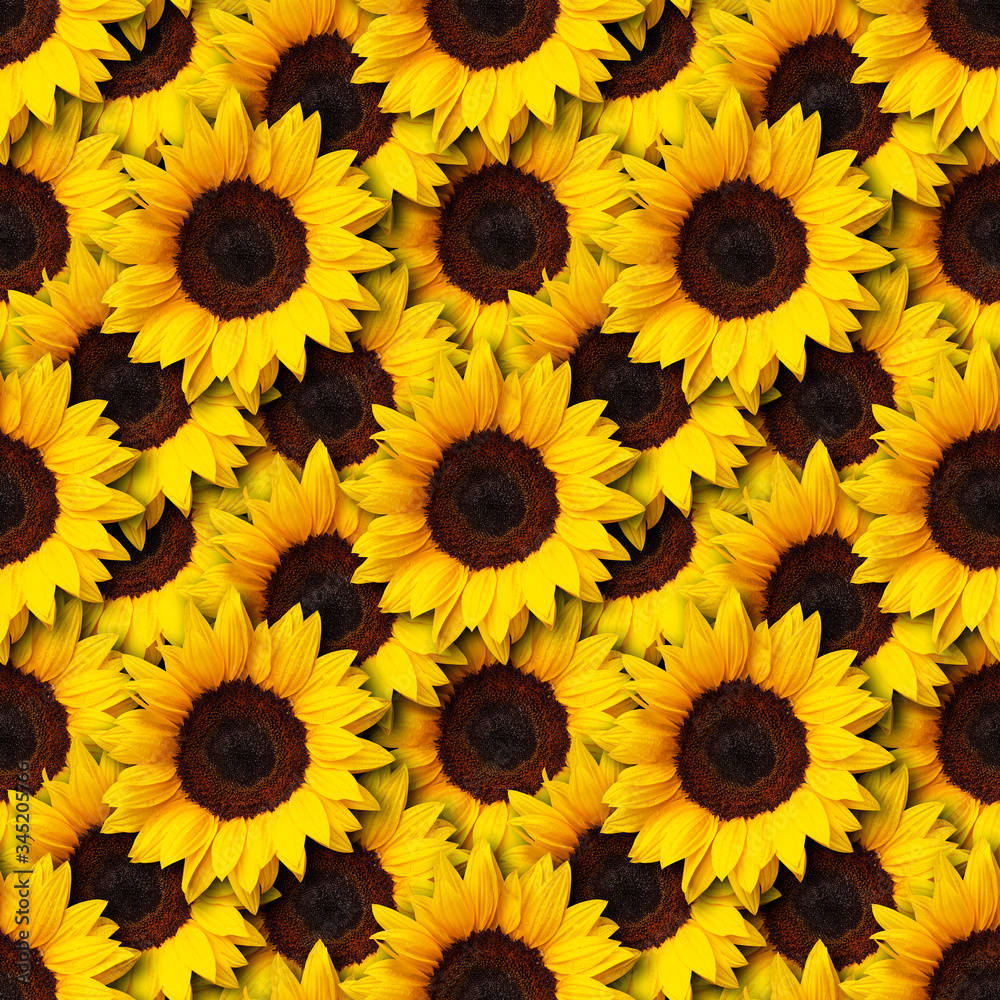 Fototapeta premium sunflowers flowers seamless pattern design background. Can be tiled