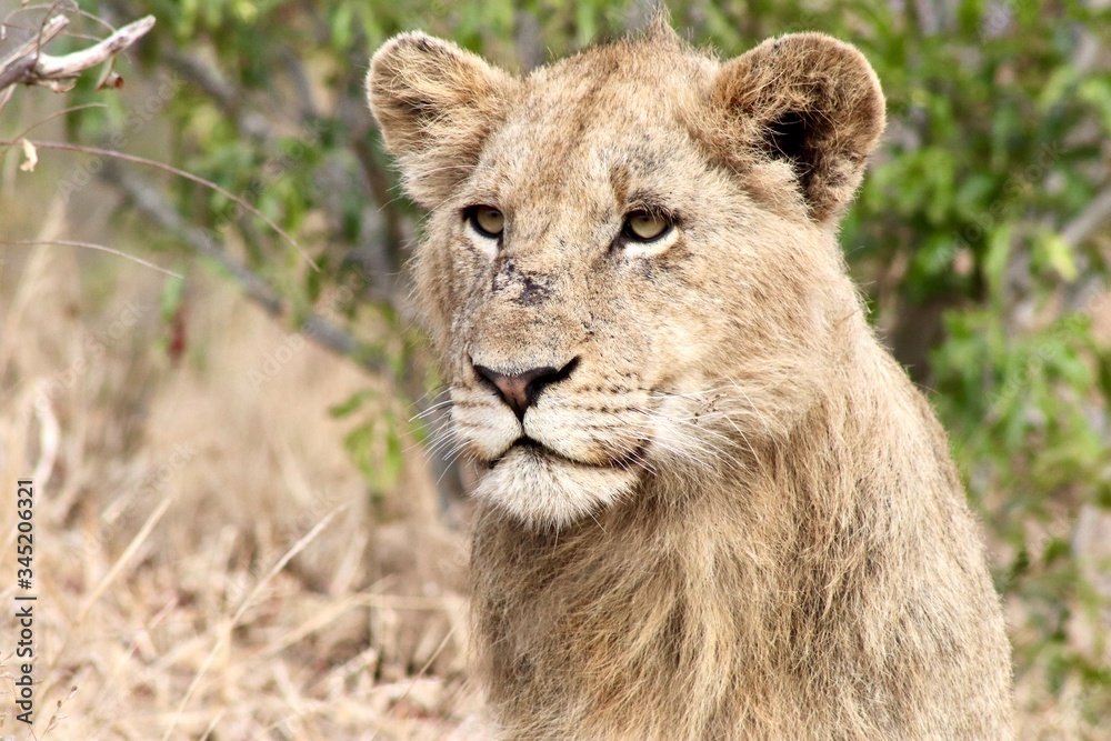Lions from Kruger National Park. African wildlife. South Africa Lions from Kruger National Park. African wildlife. South Africa