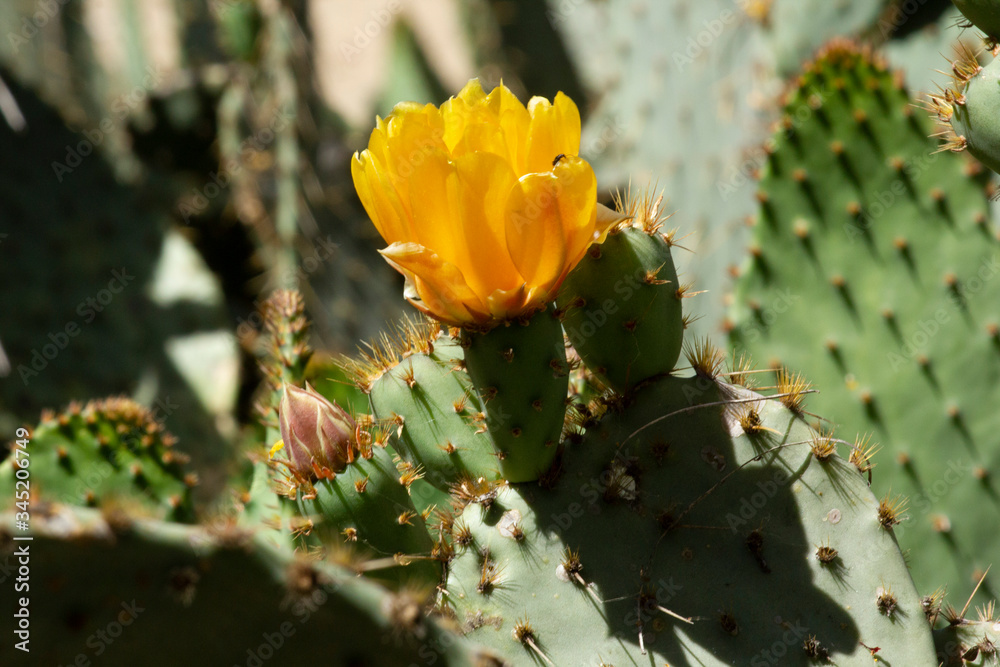 Cactus Flowers Cactus Flowers