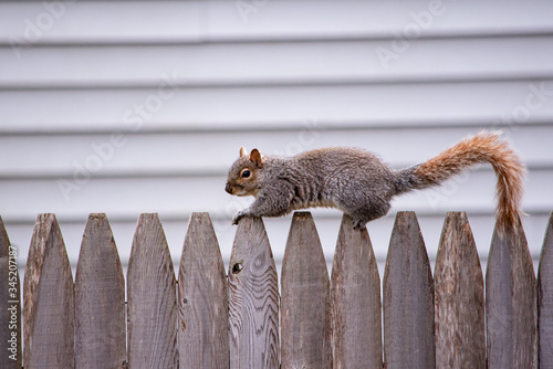 Squirrel On Fence Near Home