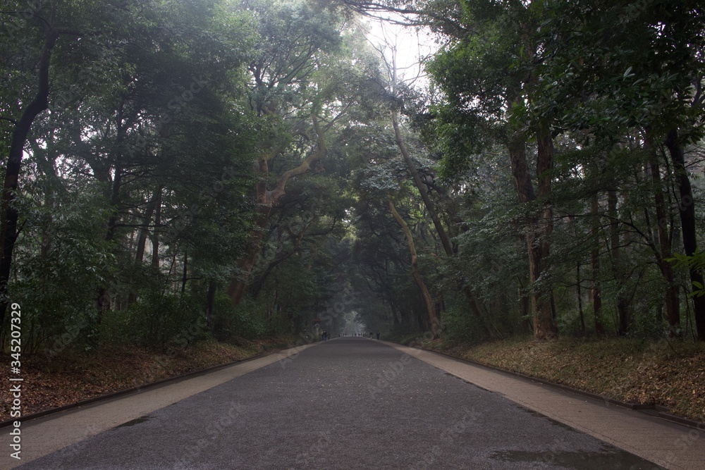 Fototapeta premium Road in the forest at Tokyo in Japan