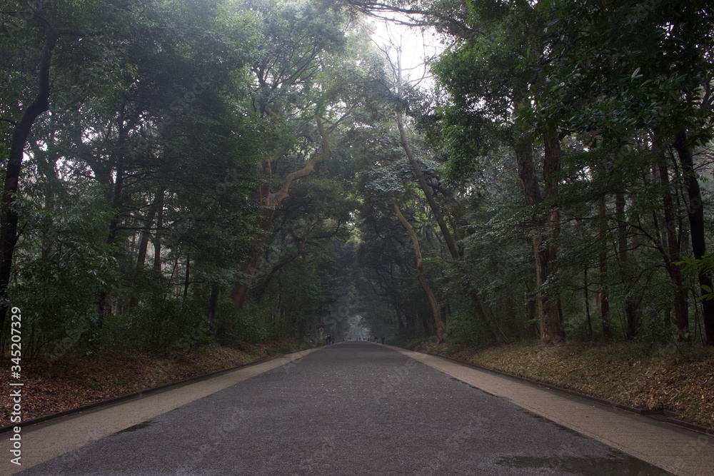 Road in the forest at Tokyo in Japan