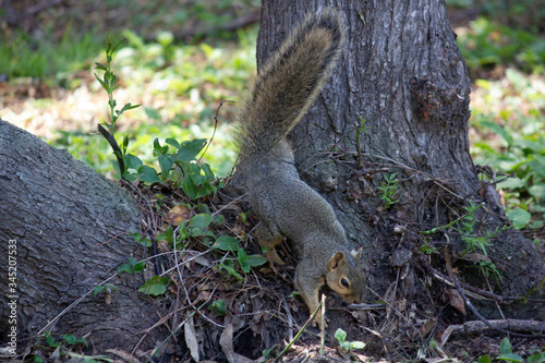 Squirrel in tree