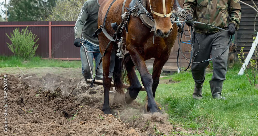 Farmer, assistant and horse plow the field with a plow Farmer, assistant and horse plow the field with a plow