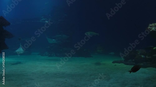 Beautiful sharks and various kinds of fish swimming in the main tank. photo