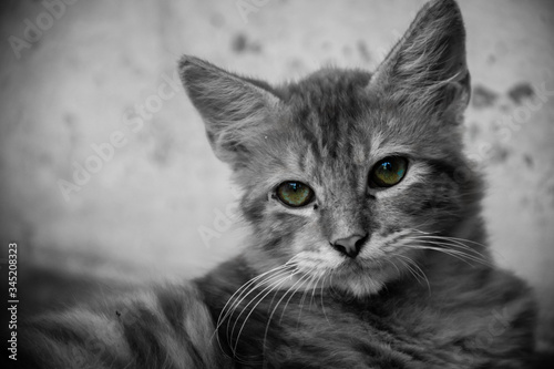 Gato Cat Black And White © ka_photossv